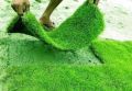 Barmuda Grass Carpet Grass Seed - 05/10 gm  Seed. 