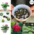 Lotus Flower Bonsai Seeds (পদ্মফুল বীজ) - 5 Pcs Seeds. 