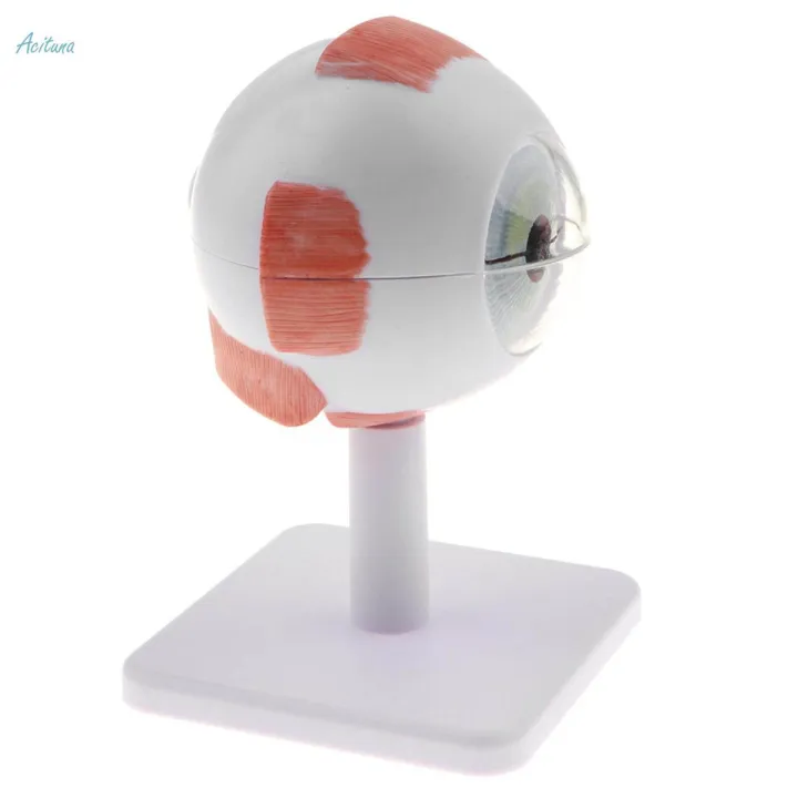 2X Human Eye Ball Model Anatomical Study Tool Lab Supplies Enlarged 3X