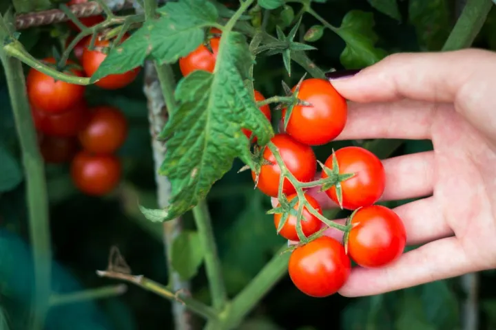 Cherry%20Tomato%20Red%20Color%20-%2020%20pcs%20Seed%20F1%20Hybrid%20-%20%E0%A6%9A%E0%A7%87%E0%A6%B0%E0%A6%BF%20%E0%A6%9F%E0%A6%AE%E0%A7%87%E0%A6%9F%E0%A7%8B%20%E0%A6%B2%E0%A6%BE%E0%A6%B2%20-%20Image%204
