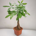 Dieffen bachia bonsai Home Money Tree plant Rare Indoor Bonsai Plantas Garden Pot bonsai Perennial Lucky Bonsais Plant-20Pcs seeds. 