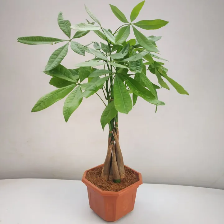 Dieffen%20bachia%20bonsai%20Home%20Money%20Tree%20plant%20Rare%20Indoor%20Bonsai%20Plantas%20Garden%20Pot%20bonsai%20Perennial%20Lucky%20Bonsais%20Plant-20Pcs%20seeds%20-%20Image%202