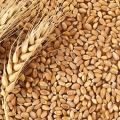 Organic Wheat Grain (গমের দানা ) 1Kg. 