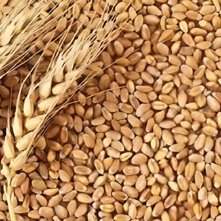 Organic%20Wheat%20Grain%20(%E0%A6%97%E0%A6%AE%E0%A7%87%E0%A6%B0%20%E0%A6%A6%E0%A6%BE%E0%A6%A8%E0%A6%BE%20)%201Kg%20-%20Image%203
