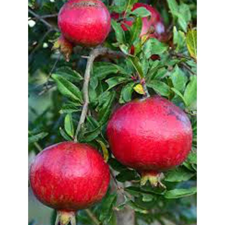 Sweet%20Pomegranate%20Bonsai%20Seeds%20-%2020%20Pcs%20Seeds%20-%20Image%204