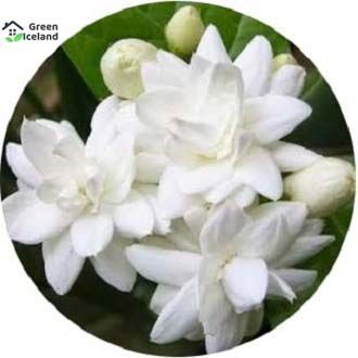 All%20Season%20Gardenia%20Bulbs%20Jasmine%20Flower%20Seeds(%E0%A6%9C%E0%A7%87%E0%A6%B8%E0%A6%AE%E0%A6%BF%E0%A6%A8%20%E0%A6%AB%E0%A7%81%E0%A6%B2%E0%A7%87%E0%A6%B0%20%E0%A6%AC%E0%A7%80%E0%A6%9C)%20-%2010%20Pcs%20Seeds%20-%20Image%202