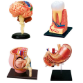 Human Body Model Removable Parts Education Organs Model(Muscle Model). 