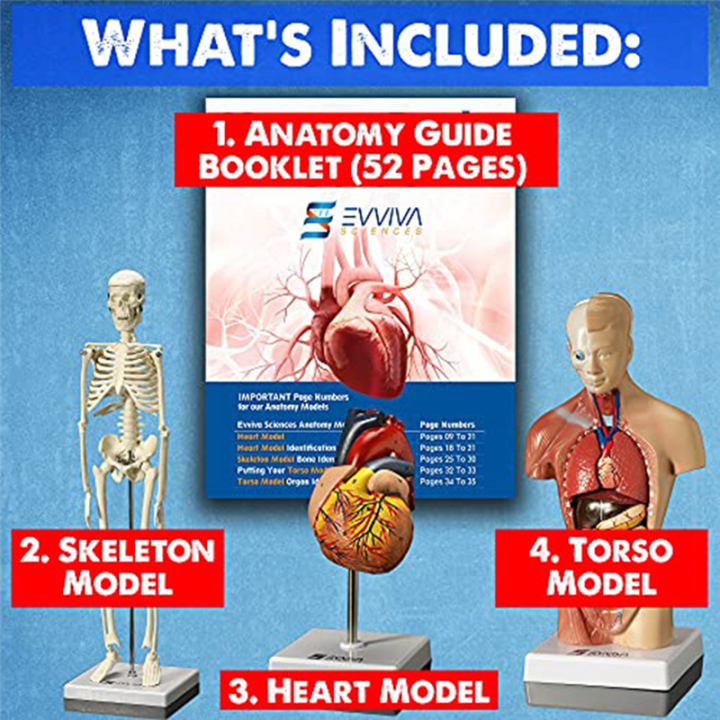 Human%20Heart,%20Torso%20and%20Skeleton%20Model%20for%20Anatomy%20and%20Physiology%20Students%20Hands-on%203D%20Model%20Learning%20Tool%20As%20Shown%203%20Piece%20-%20Image%202