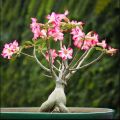 Adenium Abesham pink varity 15 piece seeds.+seeds, 90% germination rate.. 