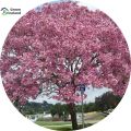 Global Japanese Sakura Pink Tree Seeds -10 Pcs Seeds.