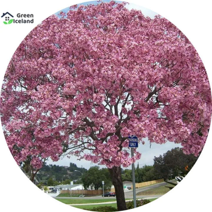 Global%20Japanese%20Sakura%20Pink%20Tree%20Seeds%20-10%20Pcs%20Seeds%20-%20Image%203