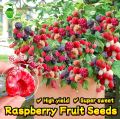 20+ Pcs Giant Black Red Raspberry Bonsai Garden Fruit Plant Seeds.
