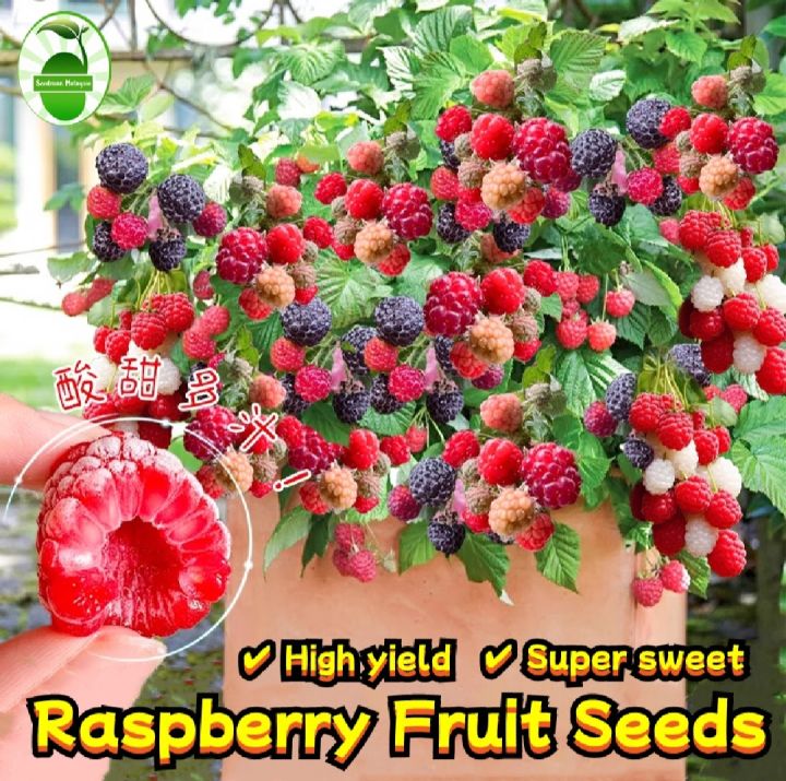 20+%20Pcs%20Giant%20Black%20Red%20Raspberry%20Bonsai%20Garden%20Fruit%20Plant%20Seeds%20-%20Image%203