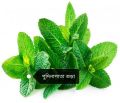 পুদিনা পাতা গুড়া , Pudina Leaf Powder, 100 gram. 