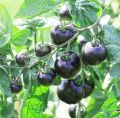 Black Beauty Cerry Tomato - 33+ Seeds All Season. 