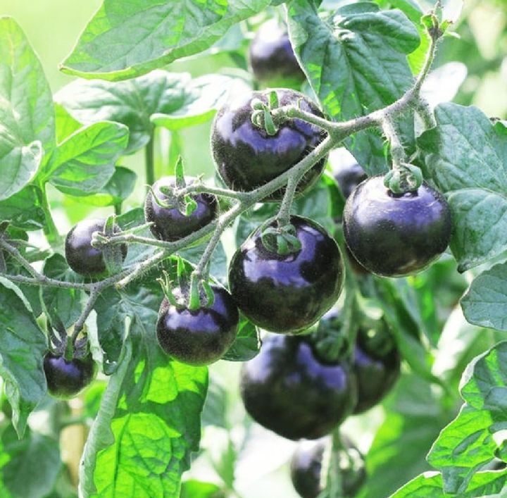 Black%20Beauty%20Cerry%20Tomato%20-%2033+%20Seeds%20All%20Season%20-%20Image%203