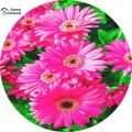 Beautiful Global Gerbera Daisy Flower Seeds - 20 Pcs Seeds. 