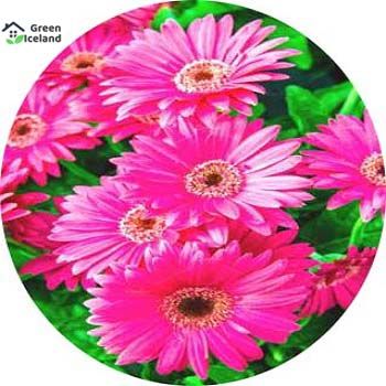 Beautiful Global Gerbera Daisy Flower Seeds - 20 Pcs Seeds