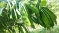 শিম / সিম বীজ - 10/20+ pcs Bean Seed -  -   চ্যাপ্টা বা মোটা ধরনের বিচি কম মাংসাল অংশ বেশি এমন সিমের বীজ. 