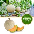 05 pcs Rock Melon (সাম্মাম ফল ) Seeds. / Rock Melon  seeds. 