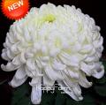 Chrysanthemum Flower Seeds for  Potted Plants-10pcs. 