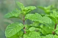 Mint / Pudia Seedd 25+ pcs Seed - পুদিনা পাতা বীজ - ২৫+ টি.