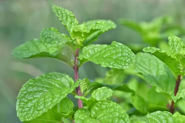 Mint%20/%20Pudia%20Seedd%2025+%20pcs%20Seed%20-%20%E0%A6%AA%E0%A7%81%E0%A6%A6%E0%A6%BF%E0%A6%A8%E0%A6%BE%20%E0%A6%AA%E0%A6%BE%E0%A6%A4%E0%A6%BE%20%E0%A6%AC%E0%A7%80%E0%A6%9C%20-%20%20%E0%A7%A8%E0%A7%AB+%20%E0%A6%9F%E0%A6%BF%20-%20Image%203