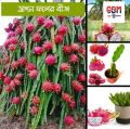 Dragon Fruits Hybrid Seeds 15 Pcs - CityBD Mart Fruit seeds - ড্রাগন ফলের বীজ. 