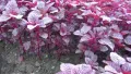 Lal Sak -10 gm Seed - All Season (8000+ Seed). 