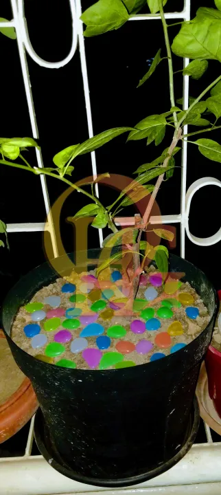 Artificial%20Luminous%2050pcs%20Stone,%20Radium%20Stone,%20Glow%20in%20the%20Dark%20Fluorescent%20Pebbles%20Aquarium%20Fish%20Tank%20and%20Tree%20Tub%20Decorative%20Stones%20by%20OHG%20-%20Image%206