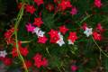 Kunjolota Flowers Hybrid Seeds 20 Pices + Gift.
