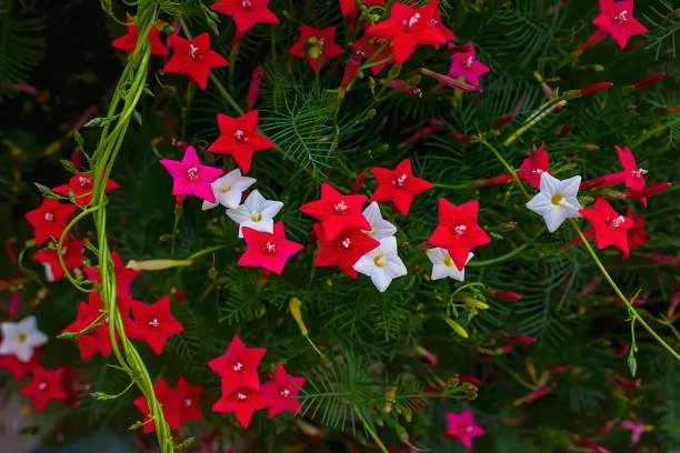 Kunjolota%20Flowers%20Hybrid%20Seeds%2020%20Pices%20+%20Gift%20-%20Image%202