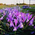 Iris / আইরিশ ফুলের বীজ - 20/40 pcs Iris lactea Flower Mixed Color Seed All Season.