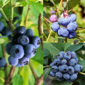 Blueberry Fruit Seeds - 50 Pieces +gift ( best quality seeds and 99% germination rate).