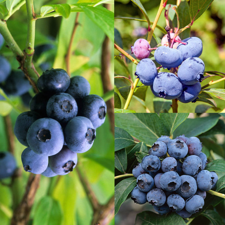 Blueberry%20Fruit%20Seeds%20-%2050%20Pieces%20+gift%20(%20best%20quality%20seeds%20and%2099%25%20germination%20rate)%20-%20Image%202
