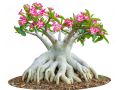 Adenium Abesham pink varity 15 piece seeds.+seeds, 90% germination rate.. 
