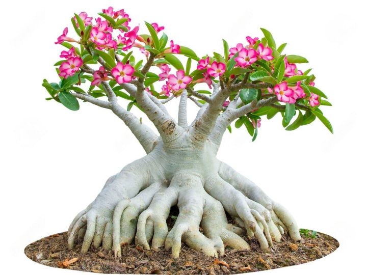 Adenium%20Abesham%20pink%20varity%2015%20piece%20seeds.+seeds,%2090%25%20germination%20rate.%20-%20Image%203