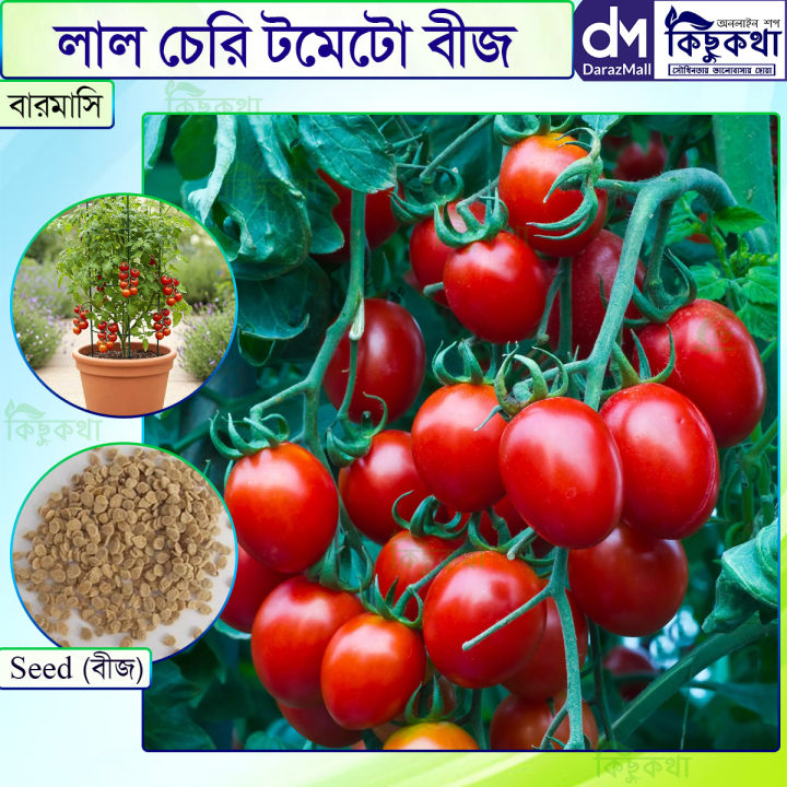 Cherry Tomato Red Color - 20 pcs Seed F1 Hybrid - চেরি টমেটো লাল