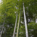 6pcs Garden Evergreen Arbor Moso Bamboo Seeds Courtyard Phyllostachys Pubescens Plants. 