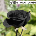 Captivating and Fresh - Rare Hybrid Black Rose Seeds 30 Piece Plus Seeds - Offering value and flexibility - Upscaled Standard.