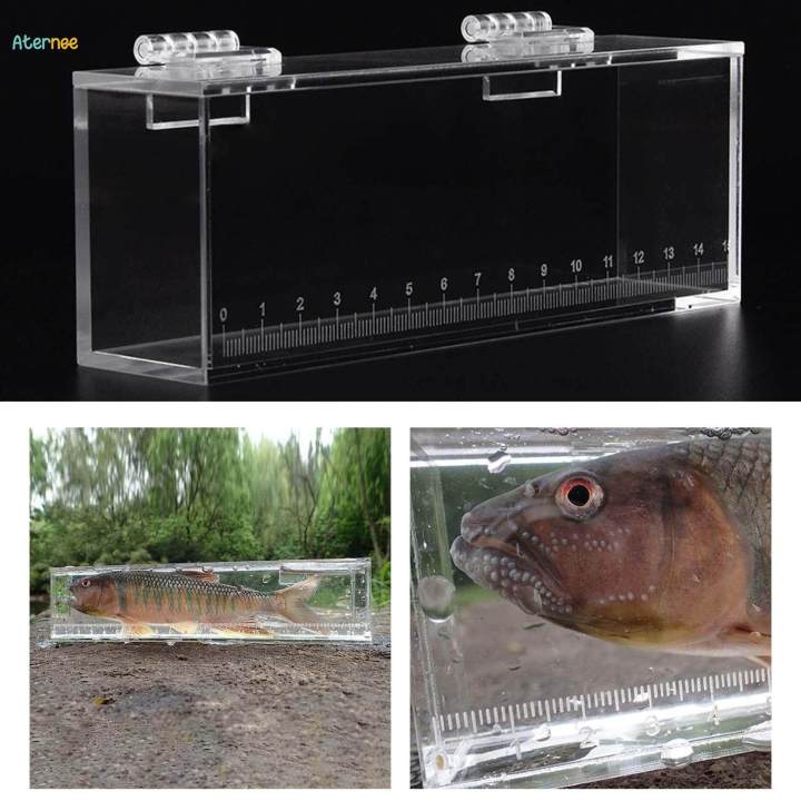 Fishing Photo Tank Breeder Box Hatchery Incubator Fish Viewing