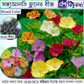 সন্ধ্যামালতি ফুলের বীজ - Seed 10/20 pcs Seed of SondhaMaloti Flower Mixed Color All Season.