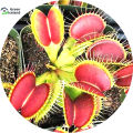 Insectivorous Dionaea Muscipula flytrap Seeds - 10 Pcs Seeds. 