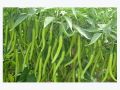 All Season Chili Seeds (20 seeds)মরিচের বীজ.