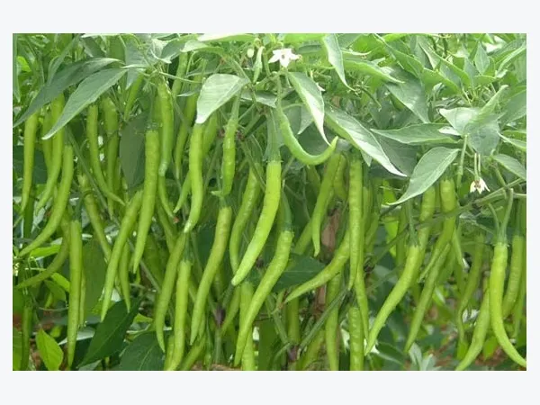 All%20Season%20Chili%20Seeds%20(20%20seeds)%E0%A6%AE%E0%A6%B0%E0%A6%BF%E0%A6%9A%E0%A7%87%E0%A6%B0%20%E0%A6%AC%E0%A7%80%E0%A6%9C%20-%20Image%202