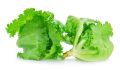 All season Lettuce leaf seed 40pice + gift. 