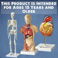 Human Heart, Torso and Skeleton Model for Anatomy and Physiology Students Hands-on 3D Model Learning Tool As Shown 3 Piece. 