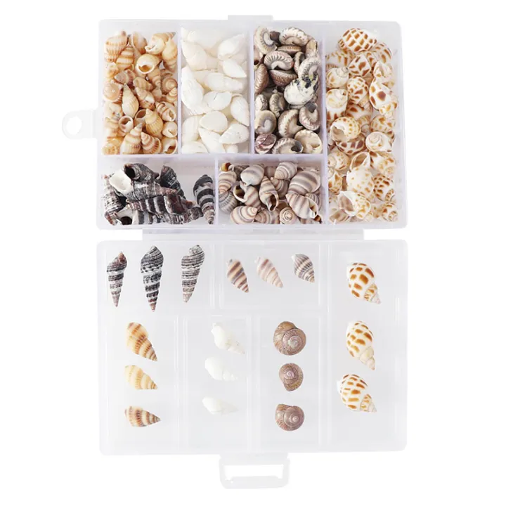 About%20100Pcs/Box%20Natural%20Conch%20Shells%20Aquarium%20Landscape%20Seashells%20Crafts%20Decor%20Cherry%20Super%20Store%20-%20Image%204