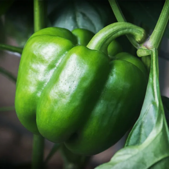 Newfangled%20-%204%20color%20capsicum%20seeds%2015%20seeds%20total.%20(green,%20yellow,%20purple,%20red)%20-%20Tools,%20DIY%20&%20Outdoor%20-%20Modern%20and%20Trendy%20-%20Image%202