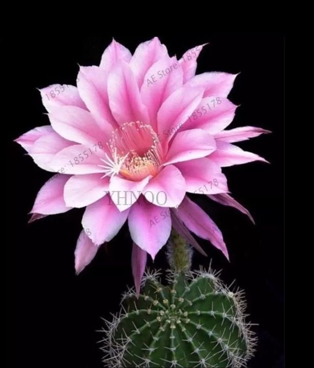 Colorful%20Lithops%20Seeds%20for%20Plants%20%20-%2010%20pcs%20-%20Image%202